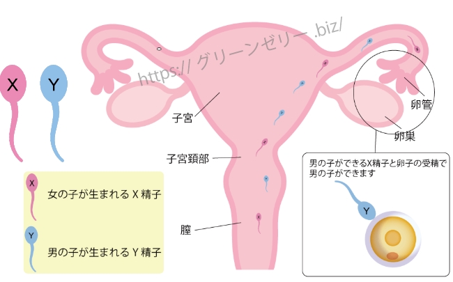 �O���[���[���[�g����